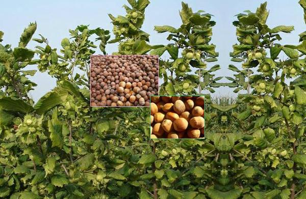 大榛子畝產多少斤 榛子種植效益及前景怎么樣