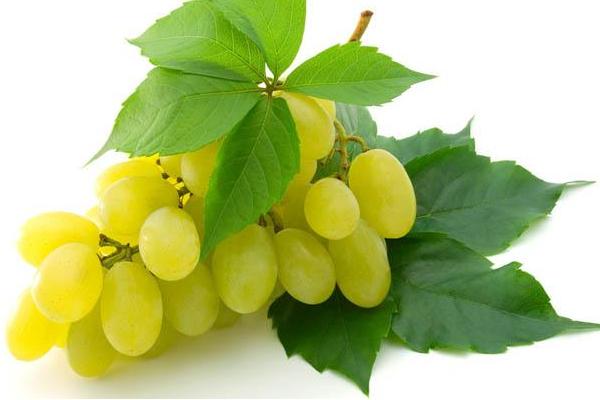 新疆馬奶葡萄有籽嗎 馬奶葡萄幾月份成熟上市