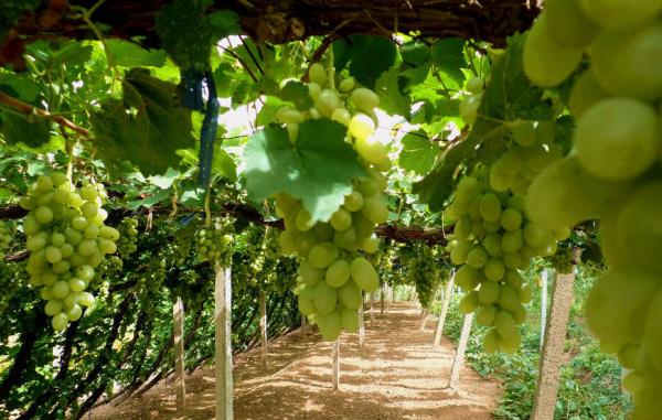 新疆馬奶葡萄有籽嗎 馬奶葡萄幾月份成熟上市