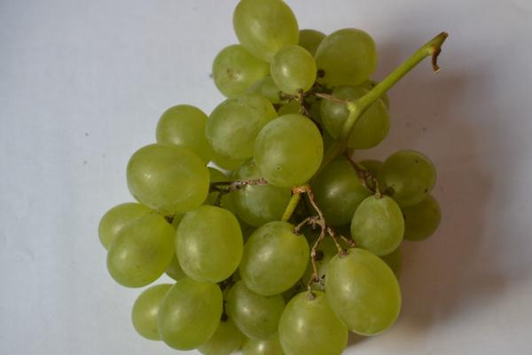 新疆馬奶葡萄有籽嗎 馬奶葡萄幾月份成熟上市