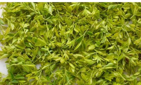 酸棗芽的功效與作用及禁忌 酸棗芽藥用價值