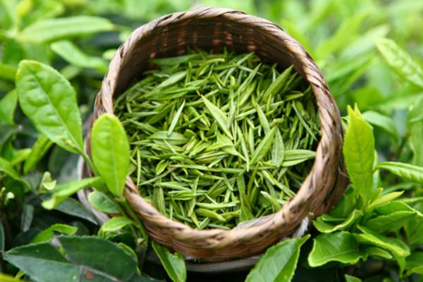 酸棗芽的功效與作用及禁忌 酸棗芽藥用價值