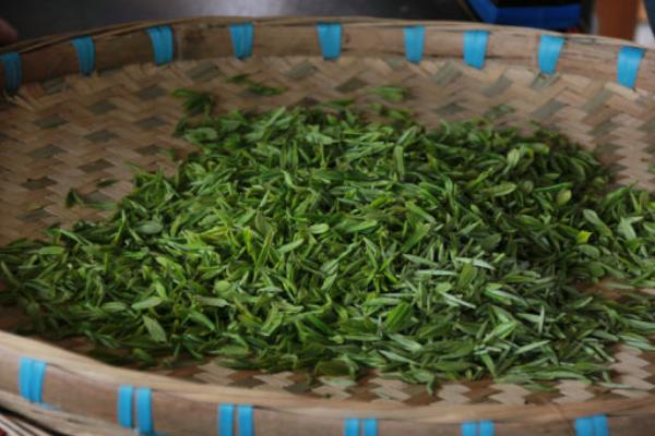 酸棗芽的功效與作用及禁忌 酸棗芽藥用價值