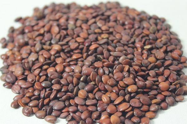 酸棗仁的功效與作用及禁忌 酸棗仁能長期吃嗎