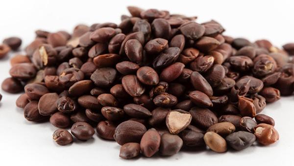 酸棗仁的功效與作用及禁忌 酸棗仁能長期吃嗎