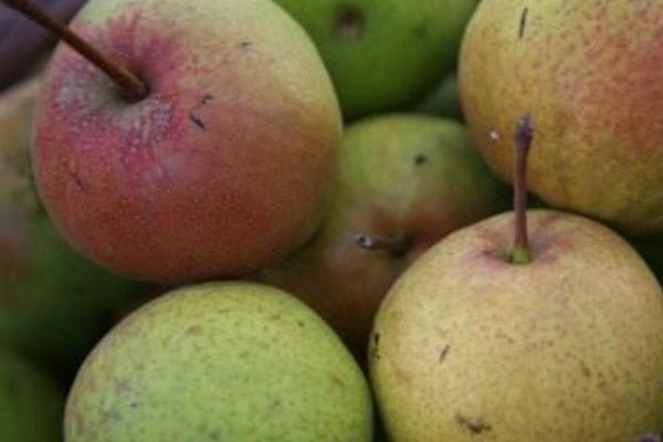 蘋果梨和梨蘋果的區別是什么 蘋果梨的營養價值