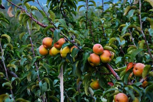 蘋果梨和梨蘋果的區別是什么 蘋果梨的營養價值