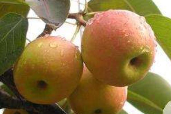 蘋果梨和梨蘋果的區別是什么 蘋果梨的營養價值