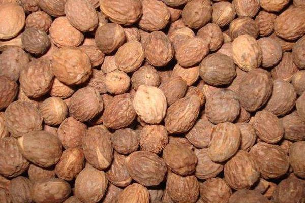 酸棗核的功效與作用及禁忌 酸棗核藥用價值