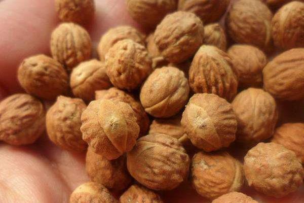 酸棗核的功效與作用及禁忌 酸棗核藥用價值