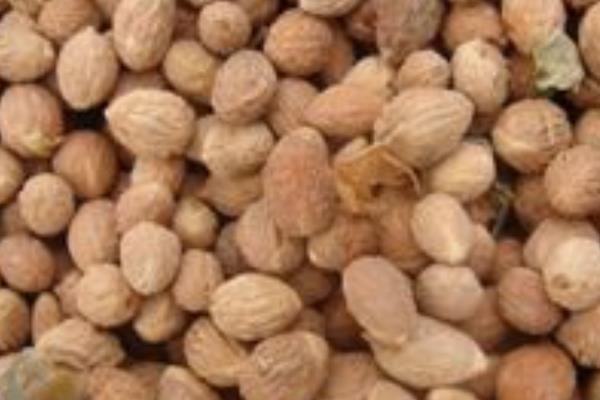 酸棗核的功效與作用及禁忌 酸棗核藥用價值