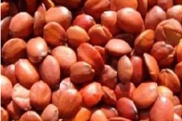 酸棗核的功效與作用及禁忌 酸棗核藥用價值