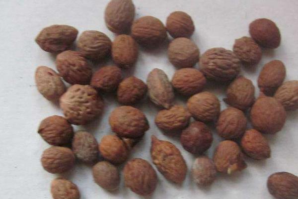 酸棗核的功效與作用及禁忌 酸棗核藥用價值