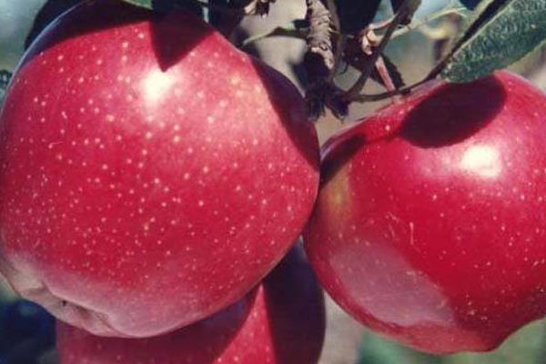 紅香蕉蘋(píng)果市場(chǎng)價(jià)格多少錢(qián)一斤 紅香蕉蘋(píng)果是蛇果嗎