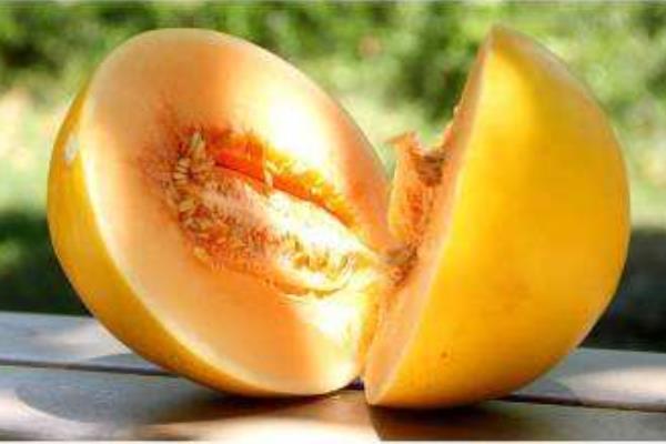 黃河蜜瓜怎么種 黃河蜜瓜種植技術(shù)與注意事項(xiàng)