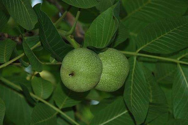 青皮蘋果是什么品種 青皮蘋果還叫什么