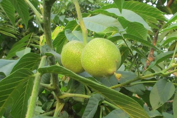 青皮蘋果是什么品種 青皮蘋果還叫什么