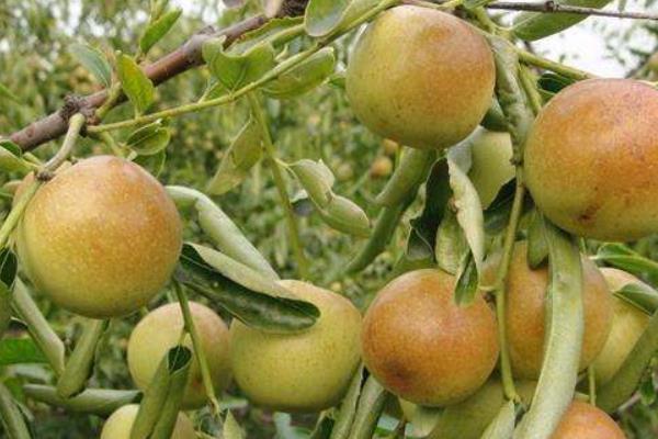 青皮蘋果是什么品種 青皮蘋果還叫什么