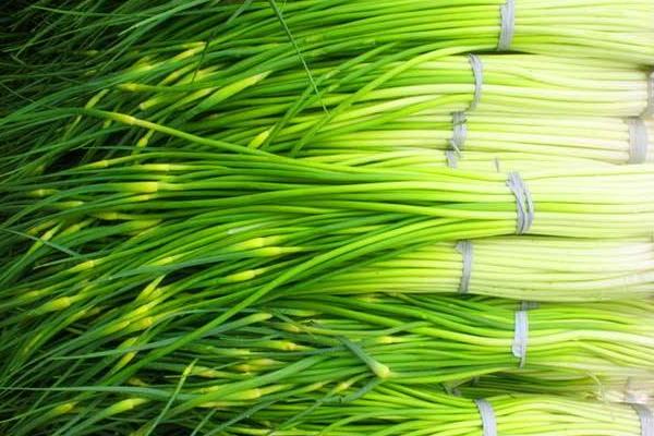 蒜苔是怎么長出來的 蒜苔是大蒜長出來的嗎