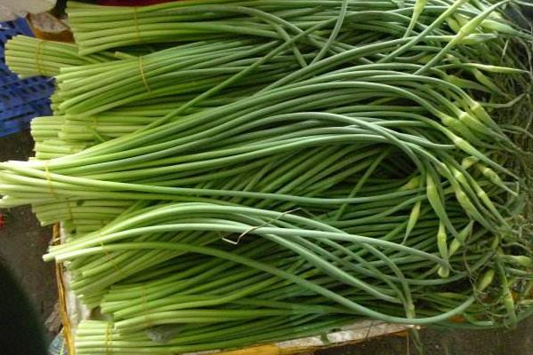 蒜苔是怎么長(zhǎng)出來(lái)的 蒜苔是大蒜長(zhǎng)出來(lái)的嗎