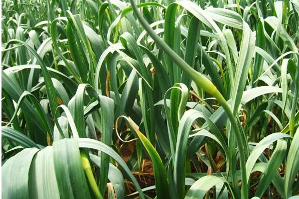 蒜苔是怎么長(zhǎng)出來(lái)的 蒜苔是大蒜長(zhǎng)出來(lái)的嗎