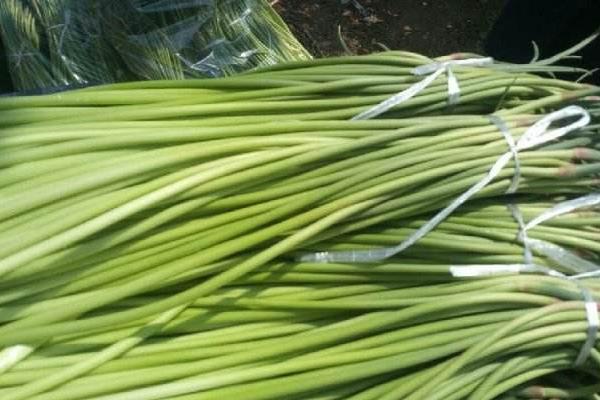 蒜苔是怎么長(zhǎng)出來(lái)的 蒜苔是大蒜長(zhǎng)出來(lái)的嗎