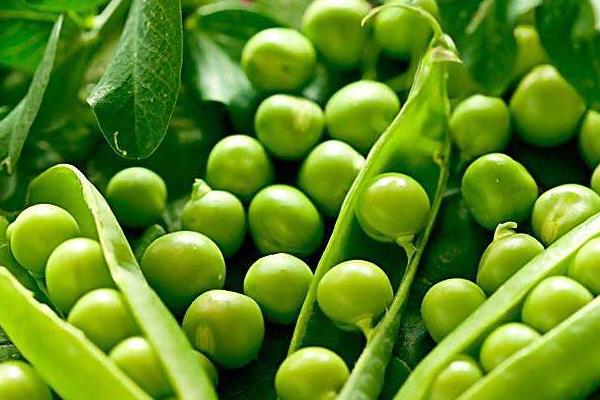 豌豆和青豆的區(qū)別是什么 豌豆的吃法