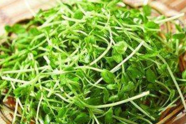 豌豆和青豆的區(qū)別是什么 豌豆的吃法