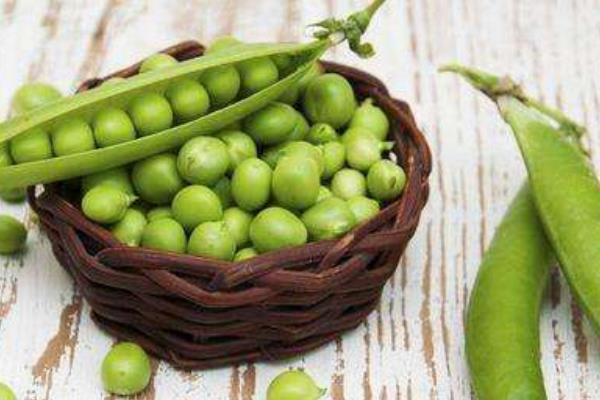 豌豆和青豆的區(qū)別是什么 豌豆的吃法