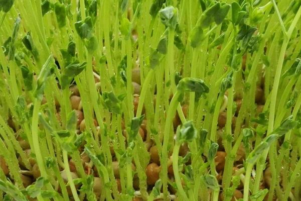 豌豆長了芽還能吃嗎 豌豆芽怎么做好吃