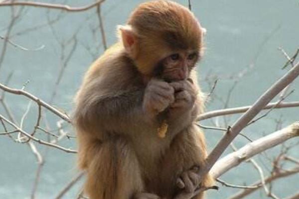 1956、1968、1980、1992、2004、2016年屬猴的分別是什么命