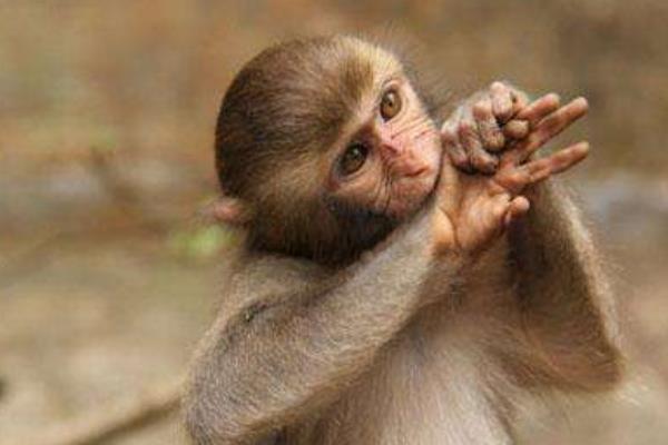 1956、1968、1980、1992、2004、2016年屬猴的分別是什么命