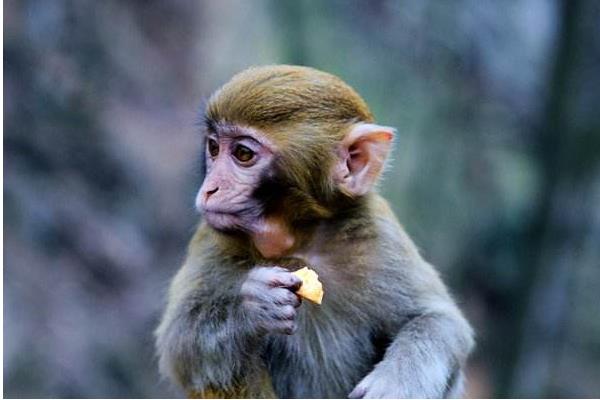 1956、1968、1980、1992、2004、2016年屬猴的分別是什么命