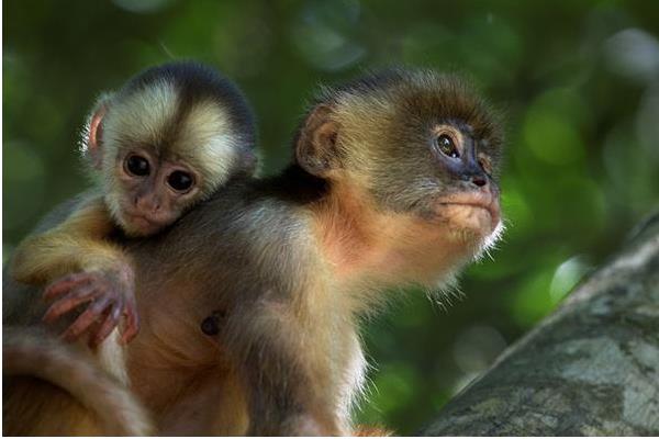 1956、1968、1980、1992、2004、2016年屬猴的分別是什么命