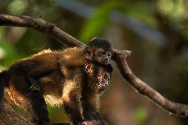 1956、1968、1980、1992、2004、2016年屬猴的分別是什么命