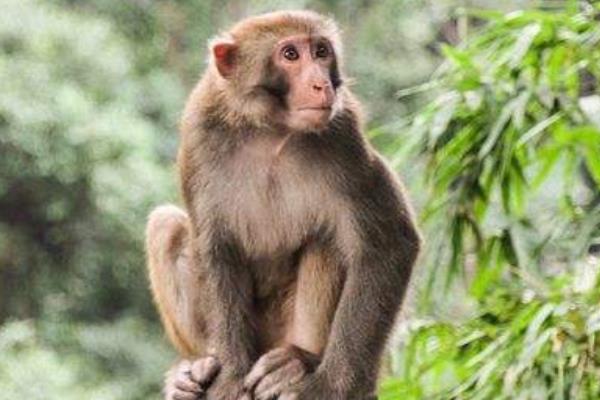 1956、1968、1980、1992、2004、2016年屬猴的分別是什么命