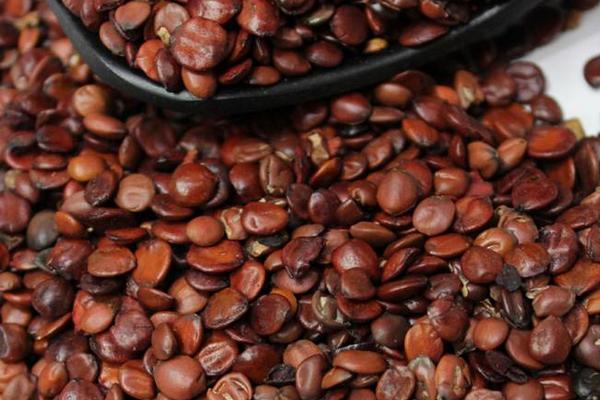 炒酸棗仁的功效與作用及禁忌 炒酸棗仁怎么吃