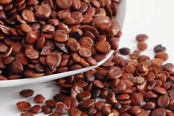 炒酸棗仁的功效與作用及禁忌 炒酸棗仁怎么吃