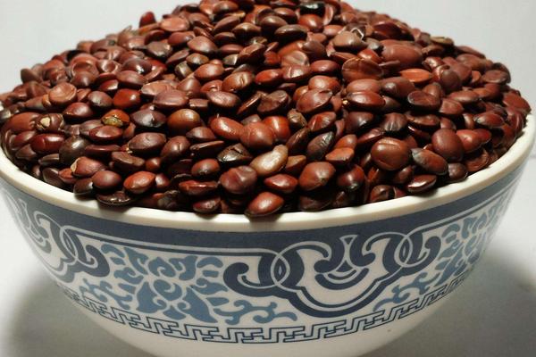 炒酸棗仁的功效與作用及禁忌 炒酸棗仁怎么吃