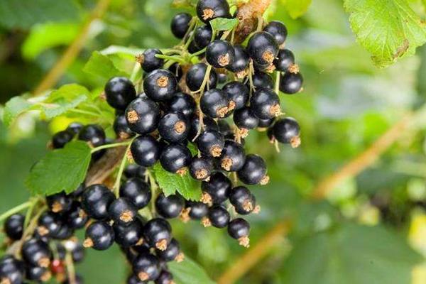 黑醋栗和黑加侖一樣嗎(區別是什么)黑醋栗營養價值