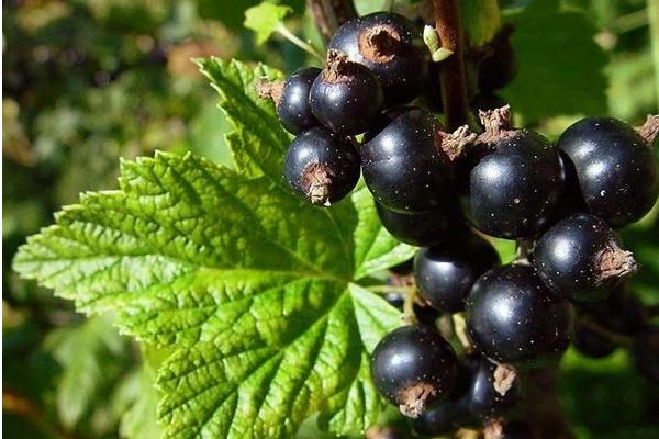 黑醋栗和黑加侖一樣嗎(區別是什么)黑醋栗營養價值