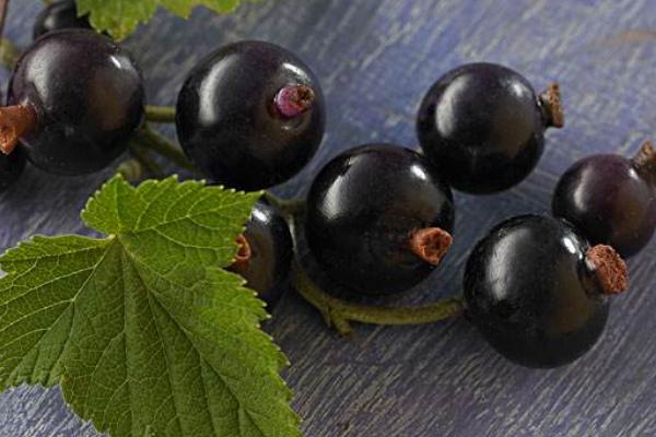 黑醋栗和黑加侖一樣嗎(區別是什么)黑醋栗營養價值