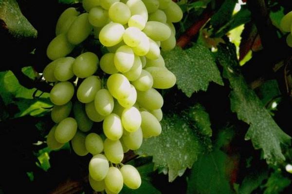 馬奶葡萄怎么種 馬奶葡萄種植技術與注意事項