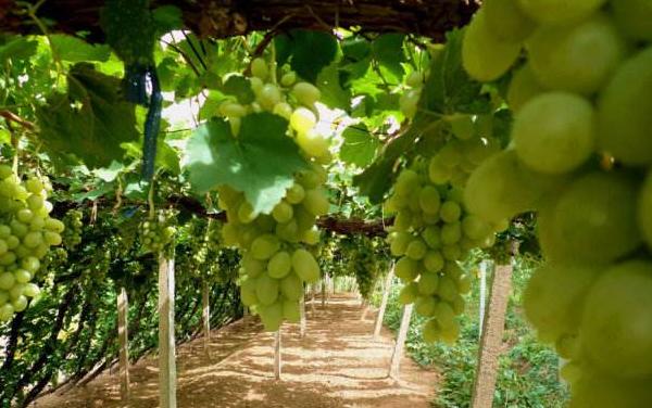 馬奶葡萄怎么種 馬奶葡萄種植技術與注意事項