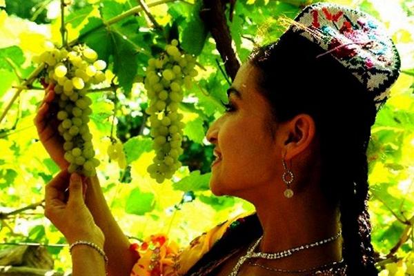 馬奶葡萄怎么種 馬奶葡萄種植技術與注意事項