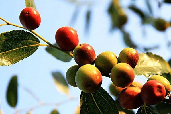 夢見酸棗有什么寓意 夢見摘酸棗好嗎 夢見吃酸棗的兆頭