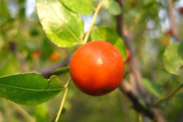 夢見酸棗有什么寓意 夢見摘酸棗好嗎 夢見吃酸棗的兆頭