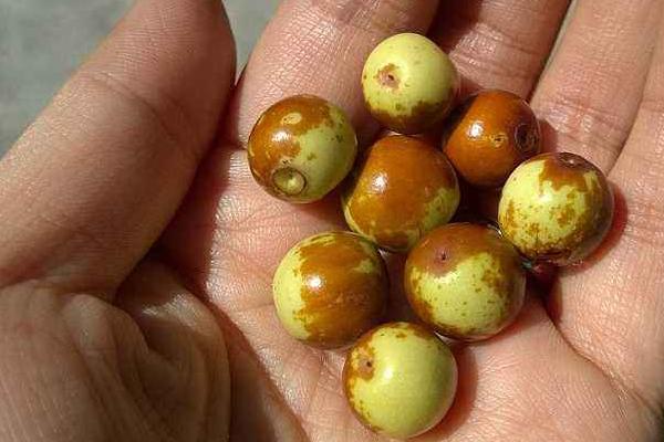 夢見酸棗有什么寓意 夢見摘酸棗好嗎 夢見吃酸棗的兆頭