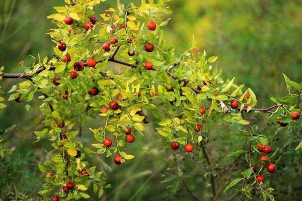 夢見酸棗有什么寓意 夢見摘酸棗好嗎 夢見吃酸棗的兆頭