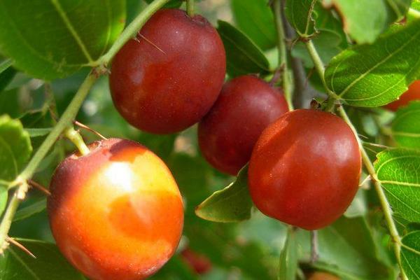 夢見酸棗有什么寓意 夢見摘酸棗好嗎 夢見吃酸棗的兆頭